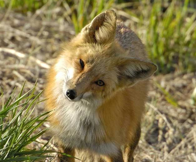 a fox tilting its head